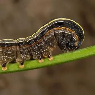 thumbnail for publication: Yellowstriped Armyworm, Spodoptera ornithogalli (Guenée) (Insecta: Lepidoptera: Noctuidae)
